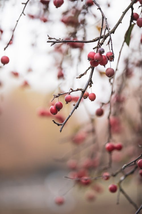 Red Round Fruits on Brown Tree Branch