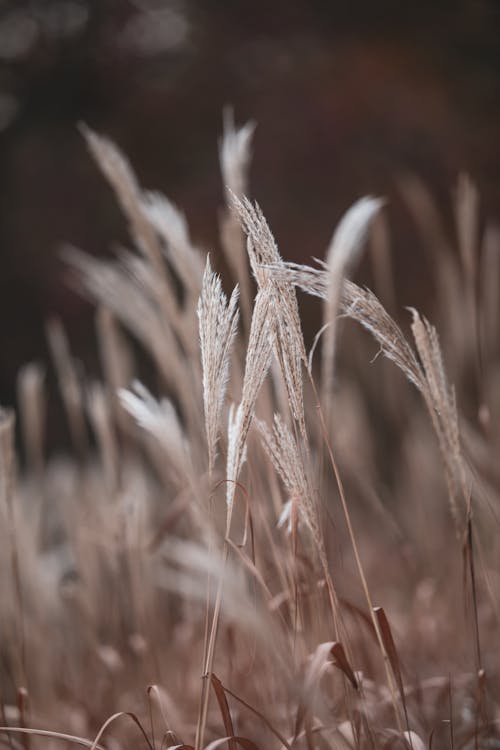 Brown Reeds in Close Up Photography