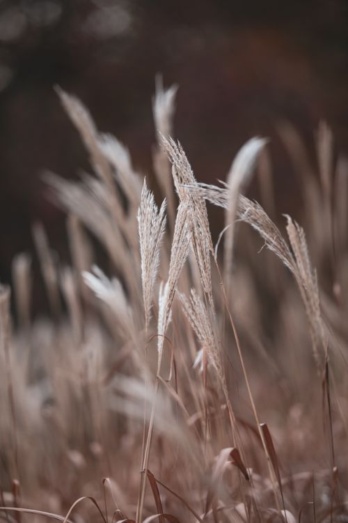 Brown Reeds in Close Up Photography · Free Stock Photo