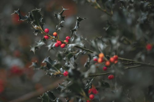 Red Round Fruits on Green Tree