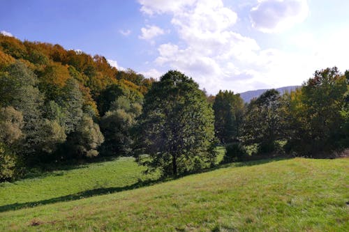 Gratis stockfoto met grasveld, groene bomen, landschap