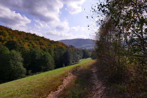 Free Discover a tranquil autumn landscape with trees and fields under a bright sky. Stock Photo