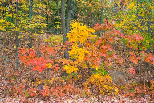 Free stock photo of autumn, colorful, fall