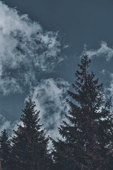 Drone view of contrast tops of coniferous trees with white clouds in blue sky at daytime