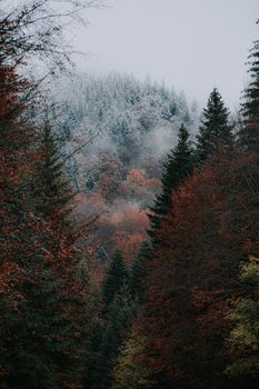 Drone view of picturesque scenery of autumn forest with coniferous trees and snowy trees on mountain in distance in dusky weather