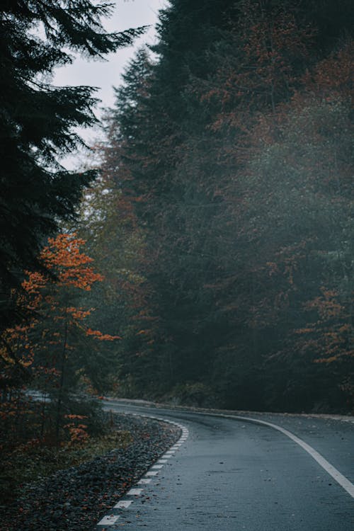 Empty narrow asphalt road going through autumn forest with coniferous trees and turning left in overcast day