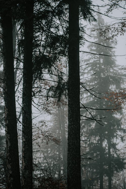 Dark forest with coniferous trees