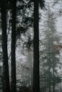 Dark forest with coniferous trees