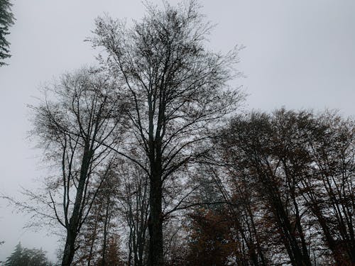 Leafless trees in autumn park