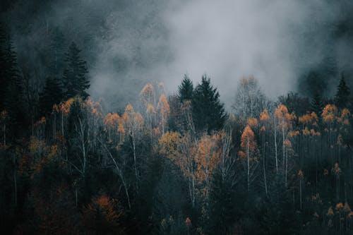 Aerial view of picturesque landscape of coniferous woodland with red and green trees covered by clouds of fog