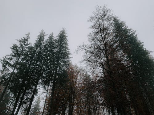 Tall trees in park in gloomy day