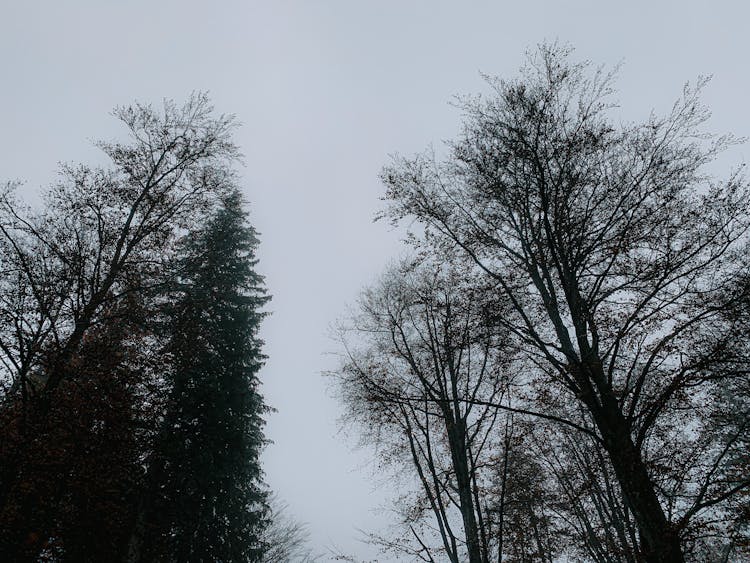 Dark Trees In Autumn Gloomy Forest