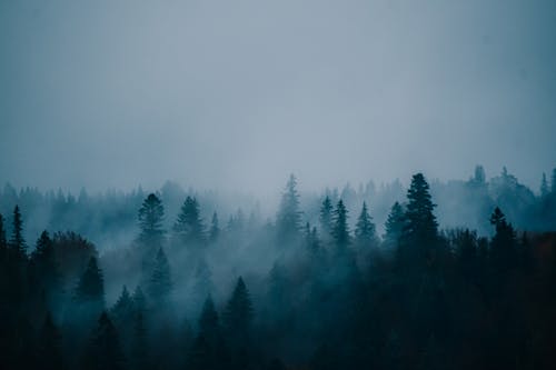 Drone view of magnificent landscape with tops of trees in coniferous forest covered mist in dusk