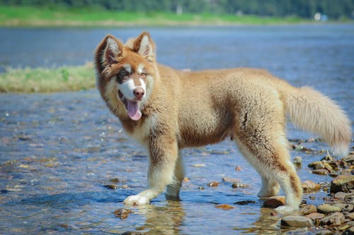 Free stock photo of dog