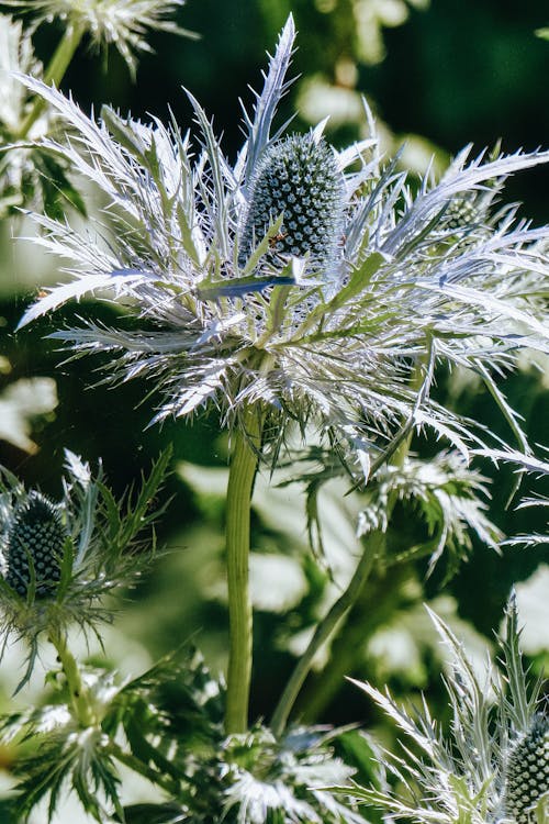 Blooming eryngium on thick stalk in field