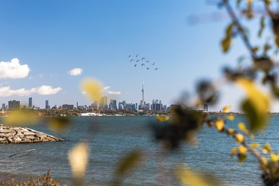 Birds Flying Over the Lake