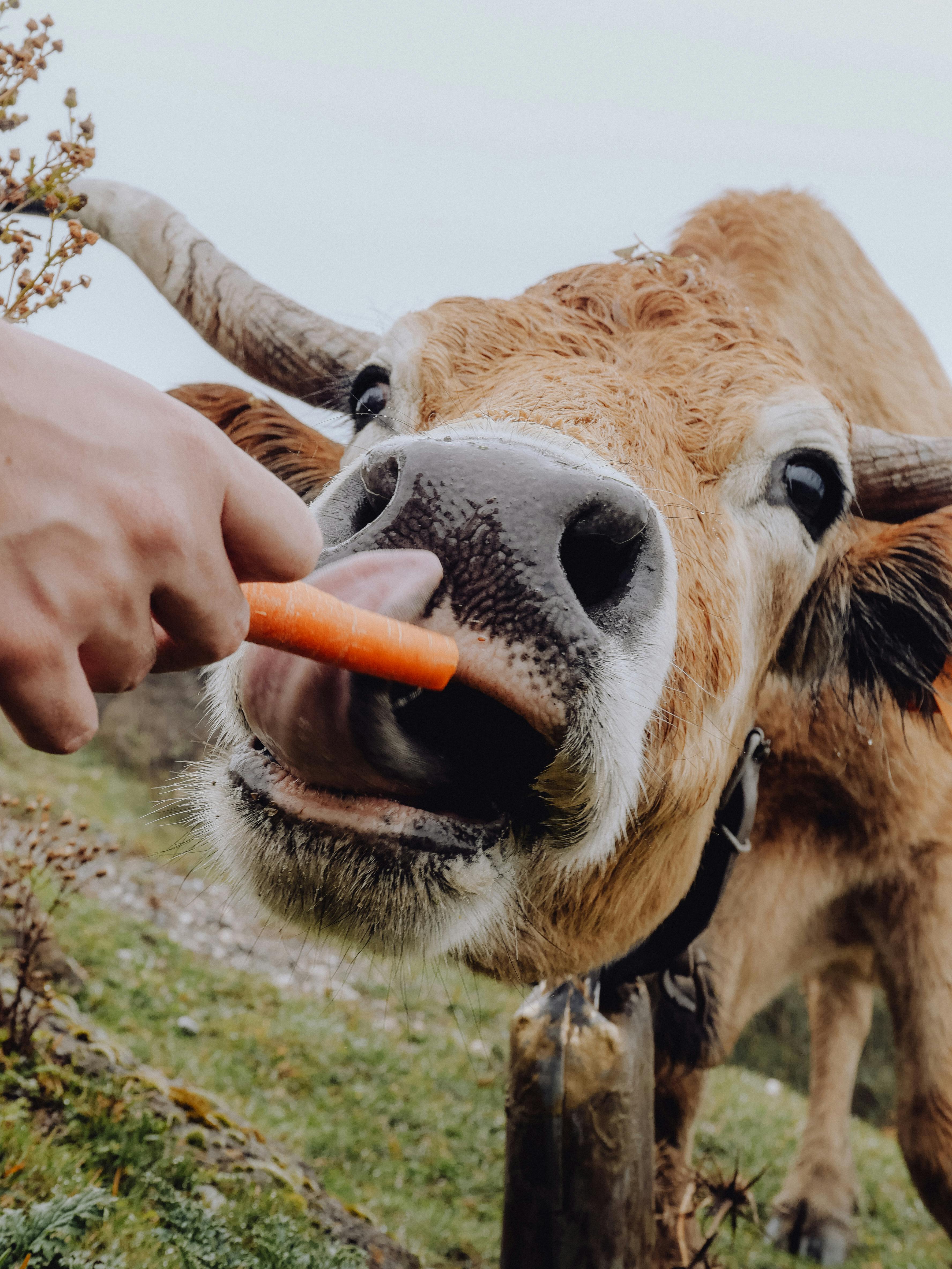 a person feeding cow a carrot