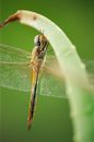 Dragonfly with transparent wings resting on plant stem