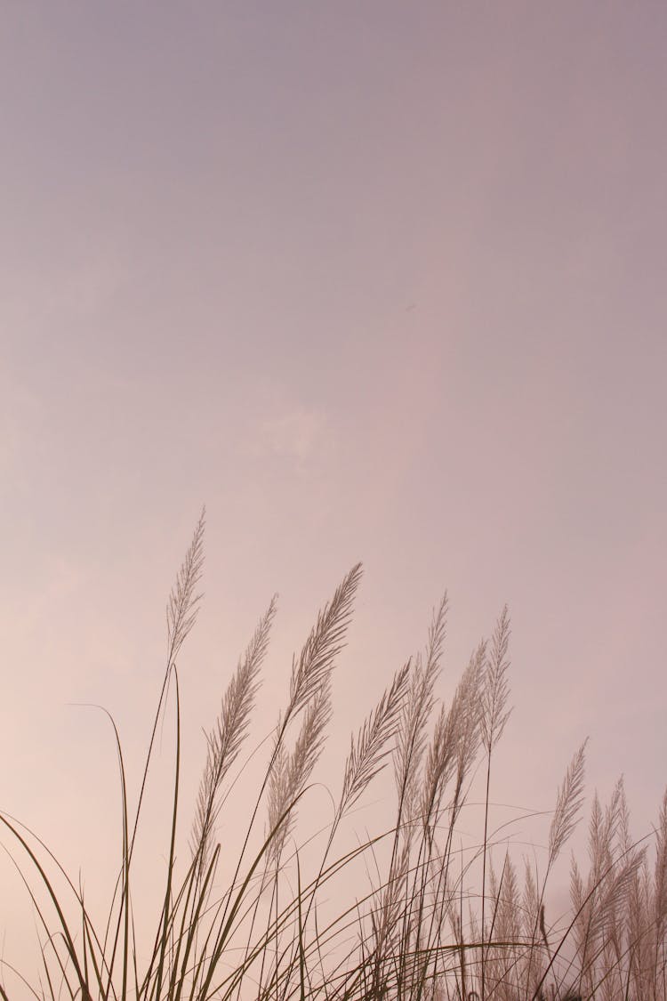 Cogongrass Under Gray Sky