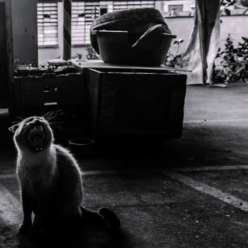 Darmowe zdjęcie z galerii z budka, czarny i biały, kot