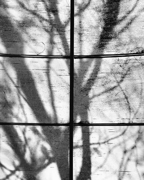 Darmowe zdjęcie z galerii z cień, czarny i biały, drzewo