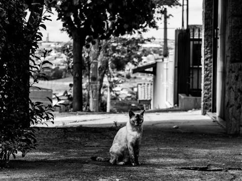 Foto stok gratis aspal, jalan kecil, kota