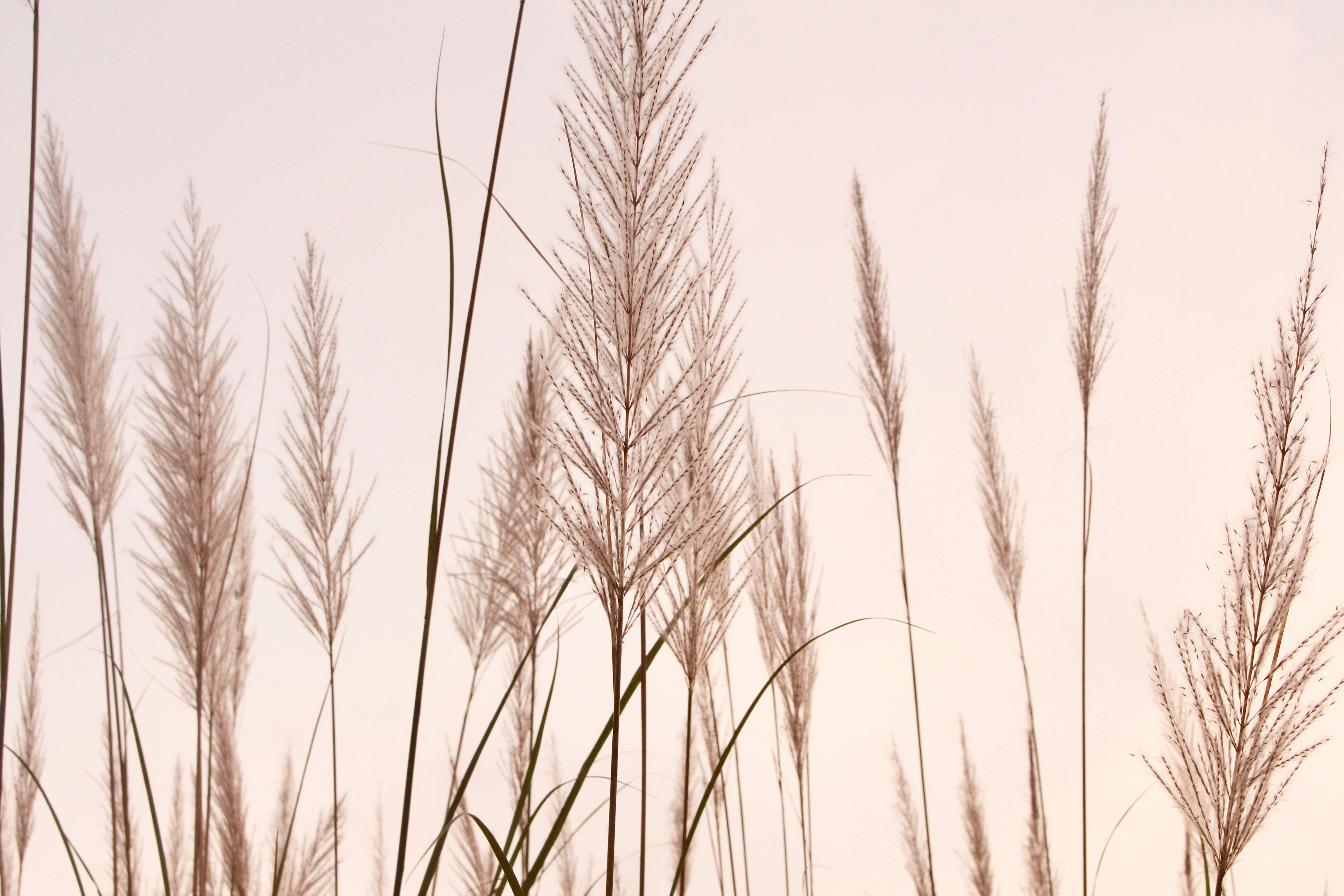 Phragmites australis: Biología, Usos y Manejo Sostenible
