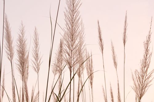 Free Close-up of graceful feather grass silhouetted against a warm sunrise sky in the Philippines. Stock Photo