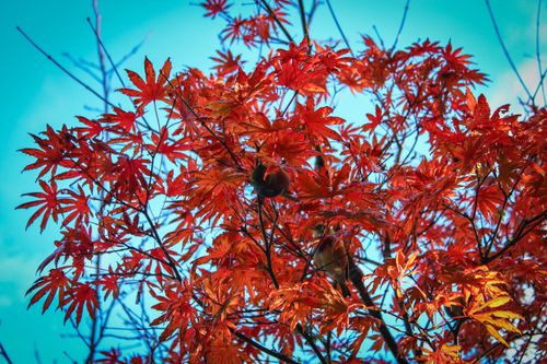Free stock photo of autumn, bird, new zealand Stock Photo