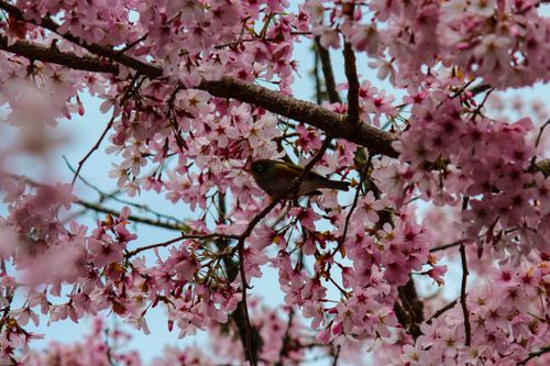 Free stock photo of bird, cherry blossom Stock Photo