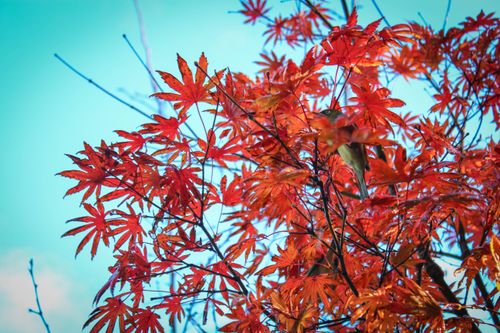 Free stock photo of autmn bird, autumn, birds Stock Photo