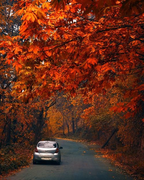 Free Captivating autumn landscape with a car on a scenic road lined with vibrant foliage. Stock Photo