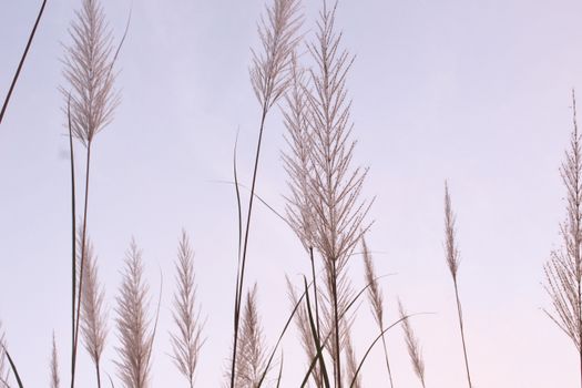 Tall grass silhouettes against a pastel sky, capturing serenity in nature's simplicity.