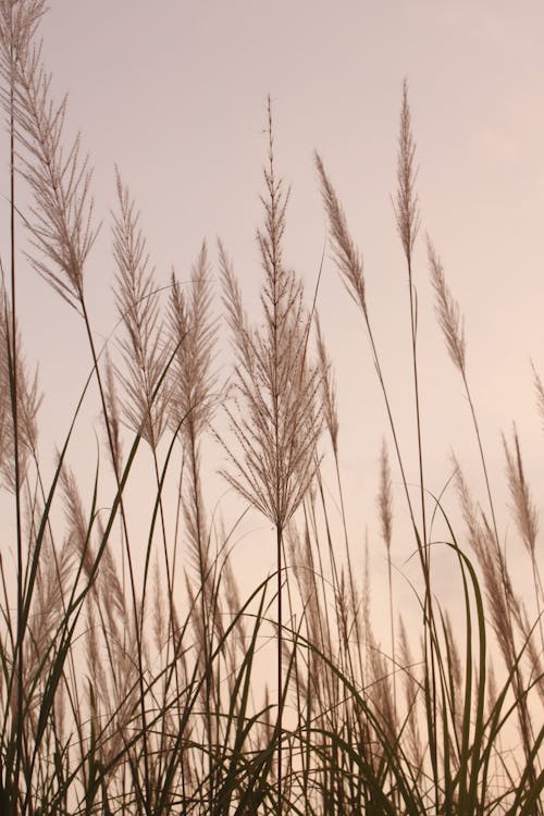 Feather Grass in Close Up Shot