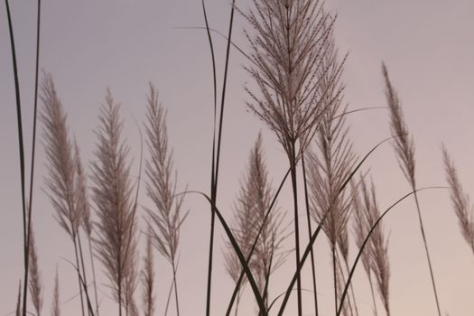 Feather grass silhouetted against a soft sunset sky, creating a tranquil scene.
