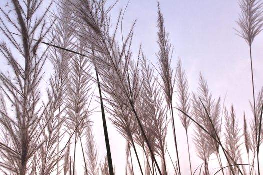 Close-up of pampas grass lit by soft daylight creating a tranquil nature scene.