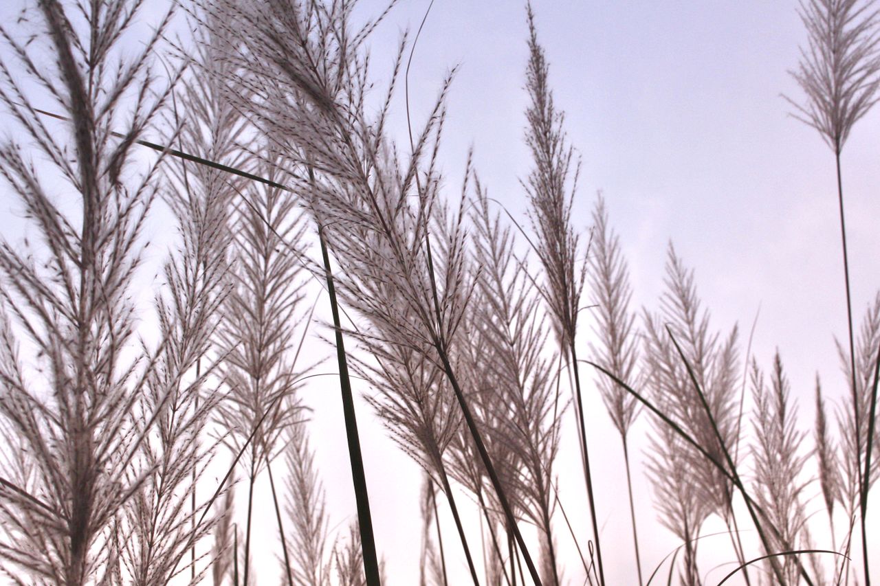close up of pampas grass lit by soft daylight creating a tranquil natu