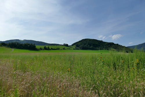 бесплатная Бесплатное стоковое фото с высокая трава, голубое небо, зеленый Стоковое фото