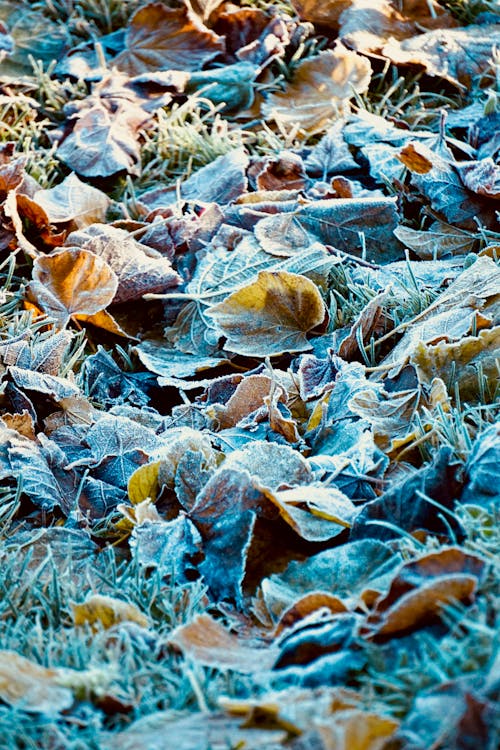 Brown Dried Leaves on the Ground