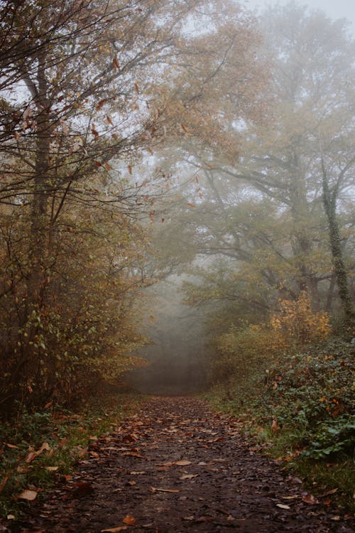 Narrow path between autumn trees in mist