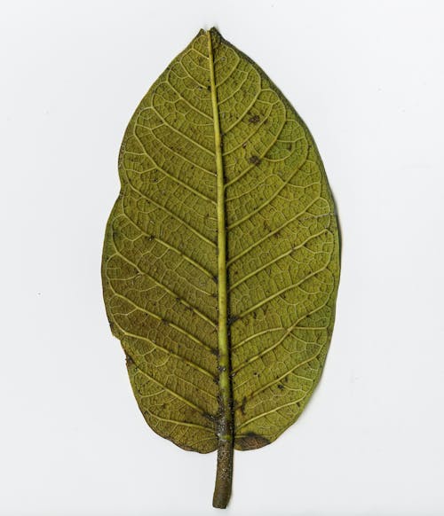 Kostnadsfri bild av grönt löv, mönster, närbild