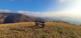 Brown Wooden Bench on Brown Grass Field