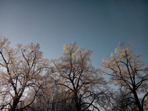 Free Frost-covered trees under a clear blue sky in an early winter morning in Görlitz, Germany. Stock Photo