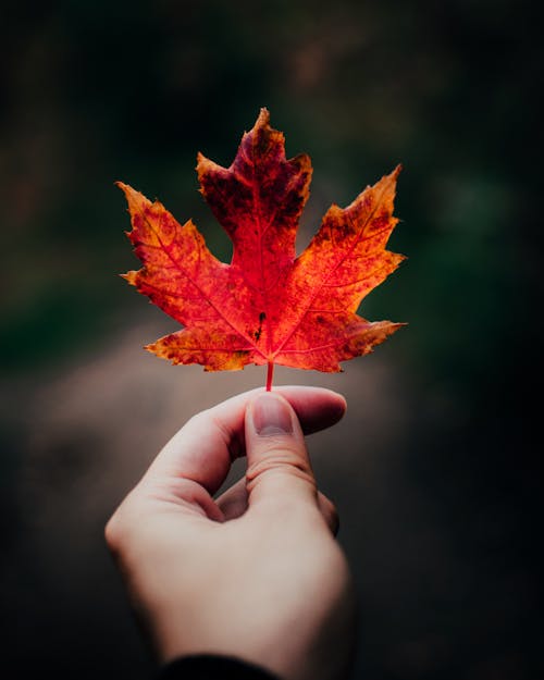 Selective Photo of a Person's Hand Holding a Maple Leaf