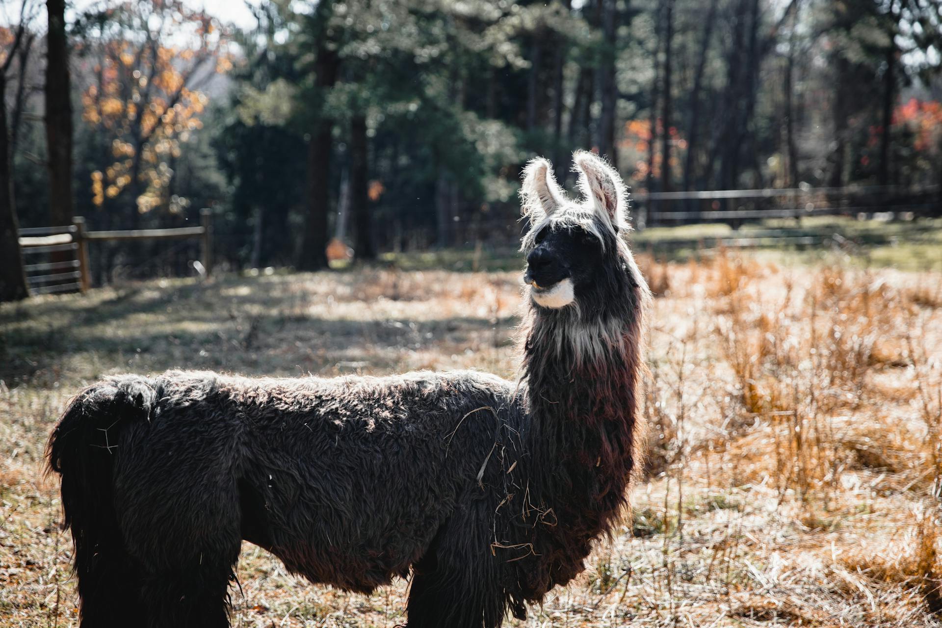 A llama stands in a sunny rural pasture surrounded by autumn trees.