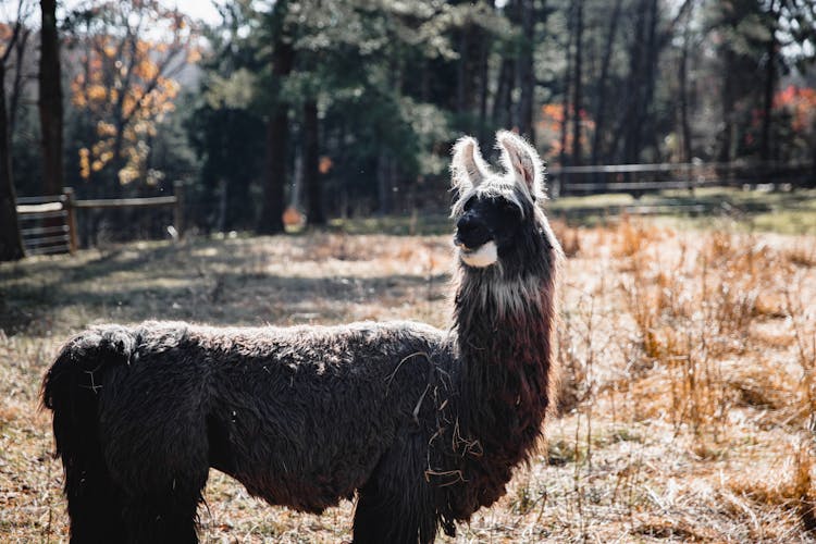 Black Lama Standing In Countryside