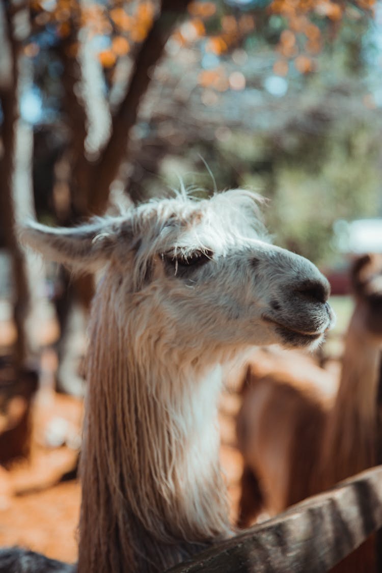 Cute Lama Standing In Paddock