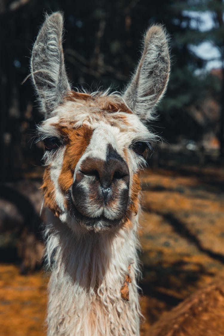 Adorable Lama Standing In Enclosure