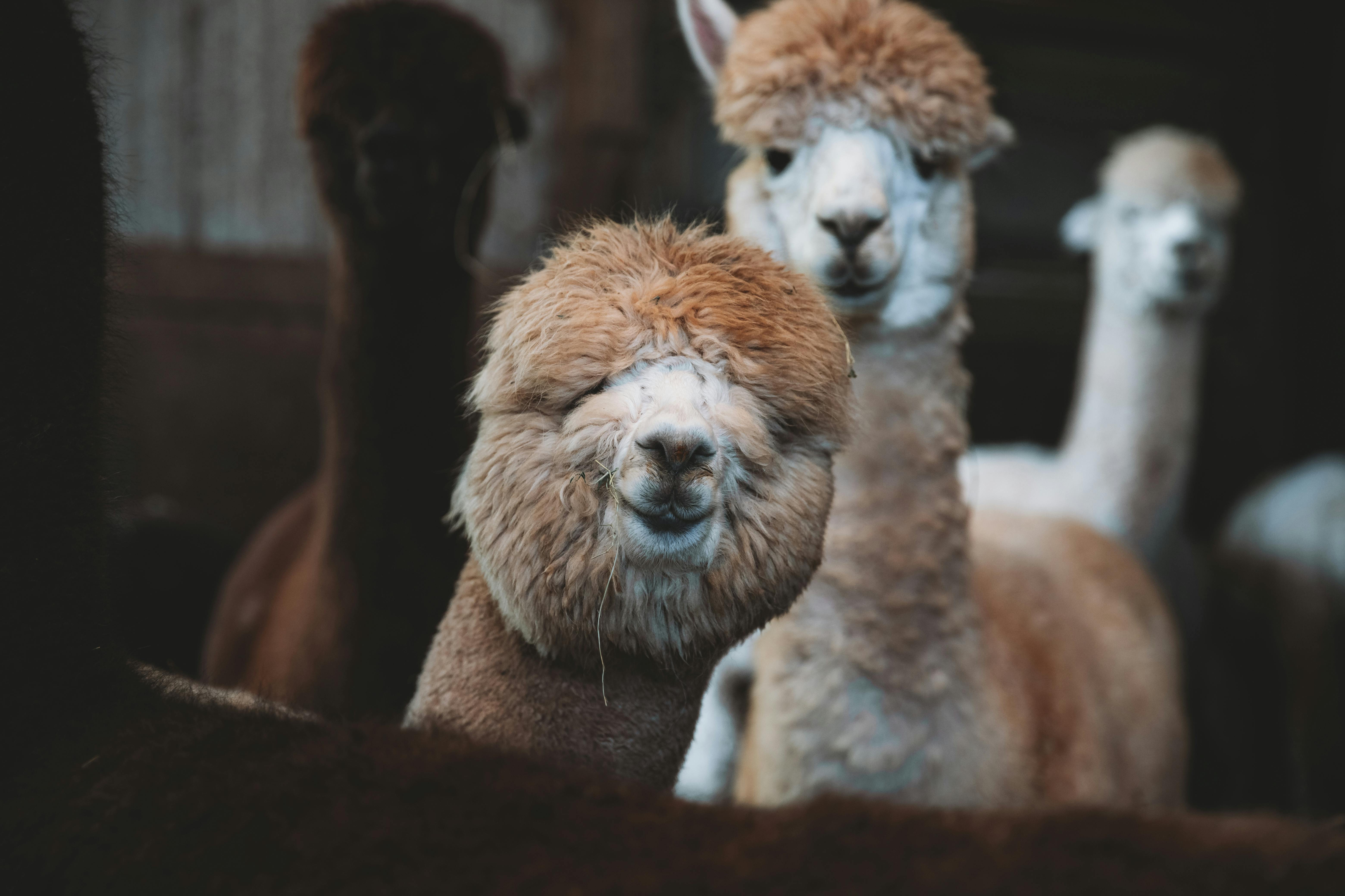 Desktop Alpaca iPhone Dog Cuteness, alpaca, electronics, snout, desktop  Wallpaper png | PNGWing