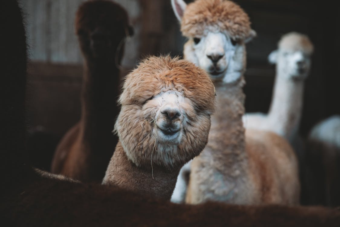 funny looking alpacas